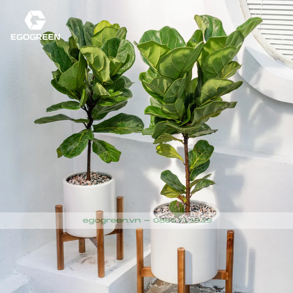 Cây bàng Singapore hợp mệnh Mộc